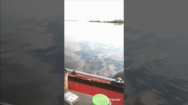 С дочкой на р. Свирь ловим чехонь