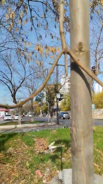 Ташкент.Во дворе осень пора сажать деревья.Пенсионеры смотреть онлайн