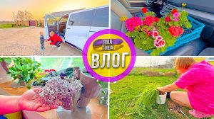 Живем в Крыму! Купила герань - аж 10 штук! Размножаю папортник. Макарошки и пюрешка? Ксилофон.