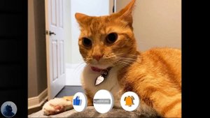 Почему, на САМОМ ДЕЛЕ, Кошки ПИСАЮТ в Тапки? 5 Стыдных В?