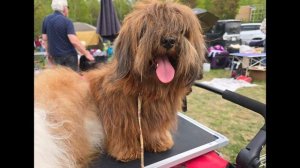 Хаванезы Чентао Парк