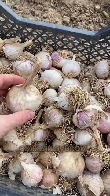Сажаем однозубку Богатыря 🧄 Shorts #техника #farming #чеснок