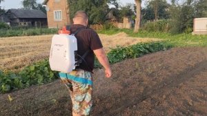 обрабатываем почву по картофелю гербецидом зенкор,ак?