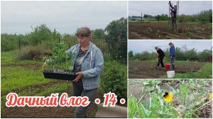 ВЫСАДИЛА ПОМИДОРЫ 🍅  ПОСТАВИЛА ПАЛКИ,  ПОДГОТОВИЛА ГРЯДКИ И ПОСАДИЛИ РАННИЙ КАРТОФЕЛЬ