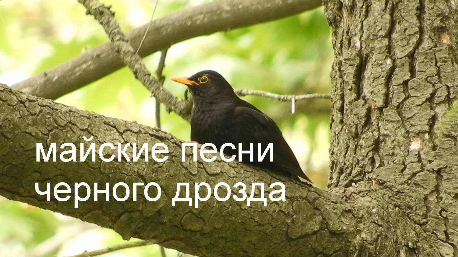 майские песни черного дрозда - краснодарский дендрарий смотреть онлайн
