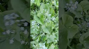 Пчёлы собирают нектар