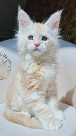 Stiven Mos Lakshestar котенок мейн кун 1 месяц 27 дней.