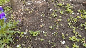 Трубчатые лилии зимуют в Сибири.