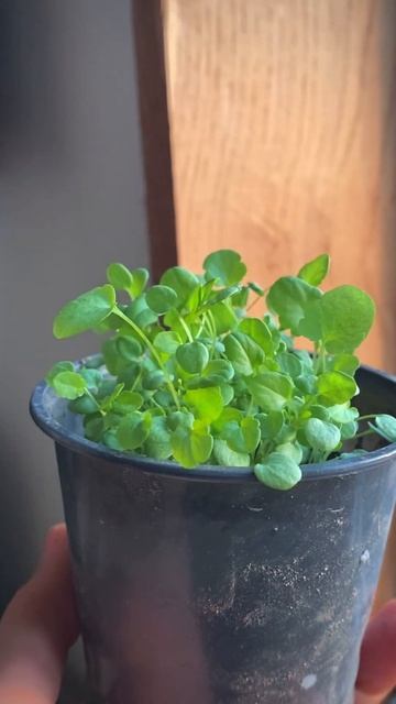 Рассада. Весна. Цветы. Сад. Виолы смотреть онлайн