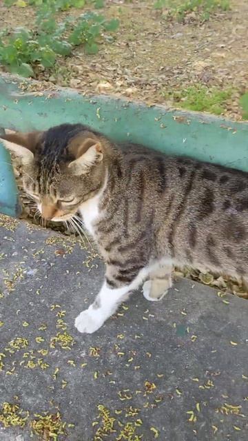 Кот Мяу точит когти 😻 Смешные коты 😹 Cat Meow sharp claws 😸 Fun смотреть онлайн