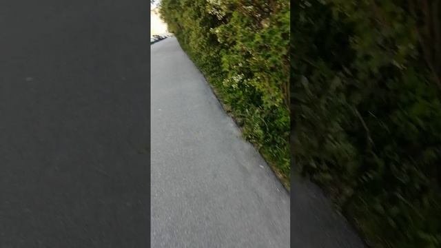 Природа Невского района в мае