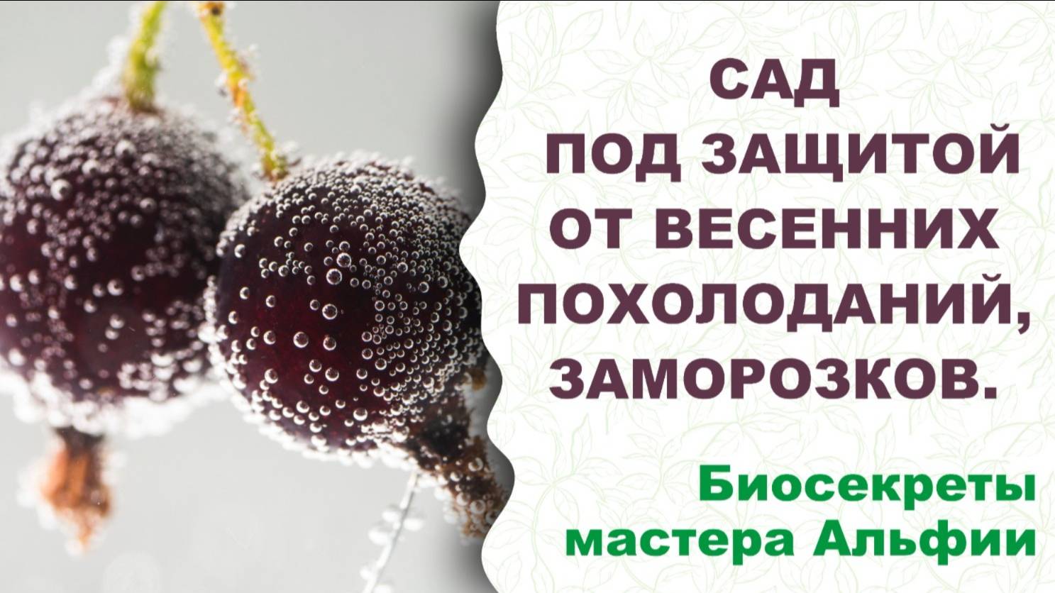 Биощит от похолоданий, заморозков, возвратных заморозков. Это нужно знать каждому!