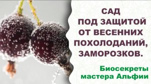 Биощит от похолоданий, заморозков, возвратных заморозков. Это нужно знать каждому!