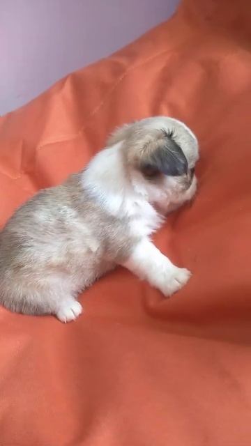 Длинношерстный мальчик чихуахуа Симферополь продажа смотреть онлайн