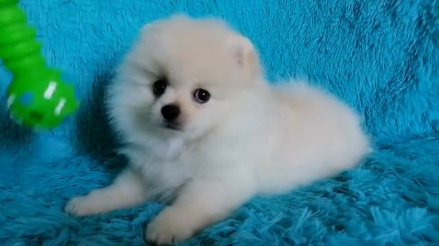 МАЛЬЧИК ШПИЦ 1 смотреть онлайн