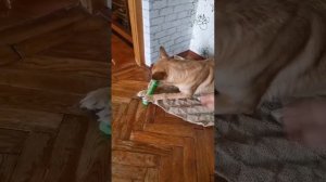 Реакция на новую игрушку🤦♀😂😂😂