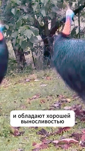 Ваши действия, если услышите эти звуки? Казуар #shorts
