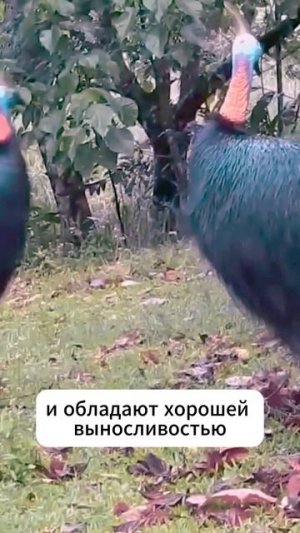Ваши действия, если услышите эти звуки? Казуар #shorts