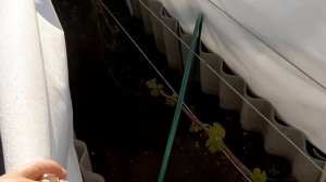 Виноград пережил возвратные заморозки ! 17 05 25г
