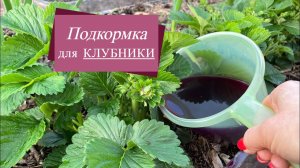 ПОДКОРМКА для КЛУБНИКИ!  Даст ОГРОМНЫЙ УРОЖАЙ, в 2 раза больше!