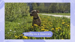 Питбуль в Цветах