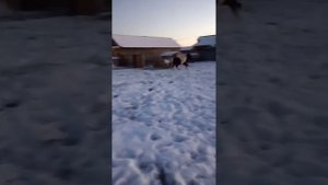 Пони в домашнем хозяйстве