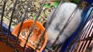 крыса в клетке 18-05-2025