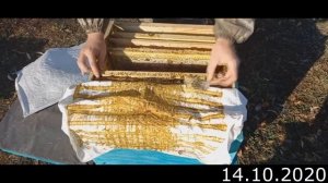 Подсадка матки в семью трутовку в октябре.