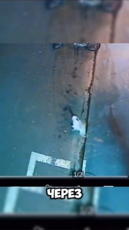 Кот спас друга #кот #кошки #собака #животные #shortvideo #shorts #бразилия #герои #камера