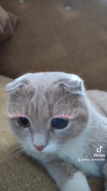 кот Семен  #Кот Семён #котэ #котенок #cat смотреть онлайн