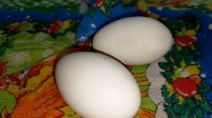 🐣 Инкубация гусиных яиц и овоскопирование: выявление плохой оплодотворяемости 🔍