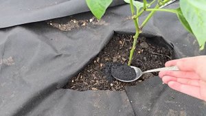 🍅 ОГОРОДНЫЙ СЕКРЕТ БАБУШКИ! Подсыпьте ЭТО под томаты, перцы и огурцы