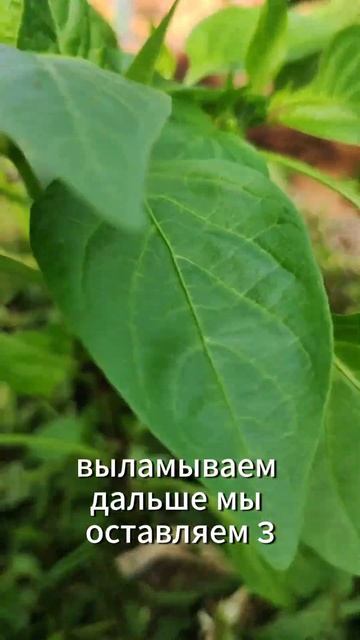 Перец как формировать в теплице смотреть онлайн