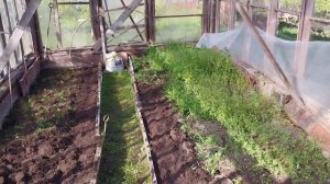 Дача зарастает/ Небольшие посадки продолжаются