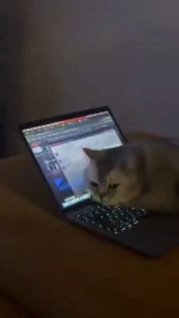 Кот изучает ноутбук