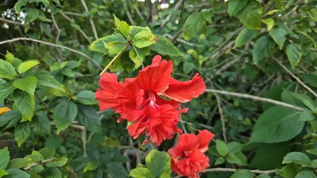 "Это платье идёт тебе, как корове седло" - муж не взял с ? смотреть онлайн