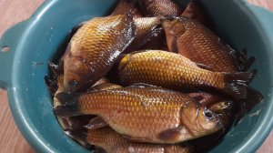 Отличная рыбалка и первые грибочки.