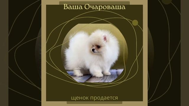 Шпиц Мила дочь Нади смотреть онлайн