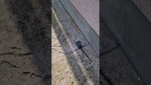 самоходная газонокосилка Katana kl-53AS PRO