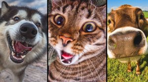 Когда твой кот 😼 – звезда комедии 🔥 , а собака – мастер фейлов! 🤣 Подборка приколов 2025! 😎