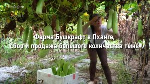 Ферма Бушкрафт в Пханге,сбор и продажа большого количества тыкв