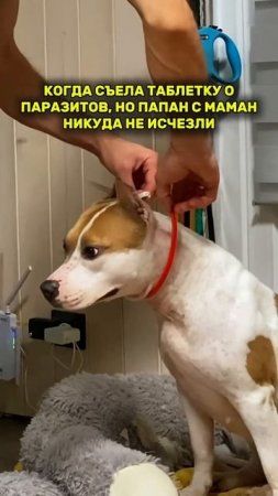 Собака с паразитами #americanbully #pets #memes #puppy #амстафф #doglife #мем #doglover #doggo