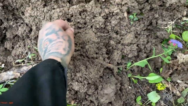 #528 Нашел рассыпуху монет в лесу с Garrett Apex смотреть онлайн