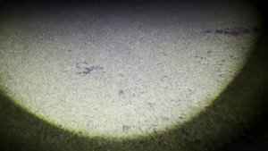 Охота с подхода на косулю с тепловизором ARKON ARMA HR50L