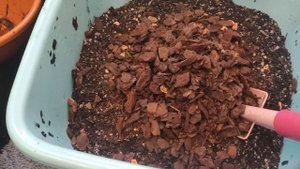 Пересадка взрослых Антуриумов. Часть 2. Про омоложение