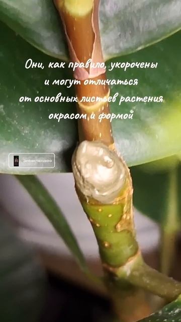 Ювенильный лист у фикуса Эластика Робуста / Ficus elastic Robus