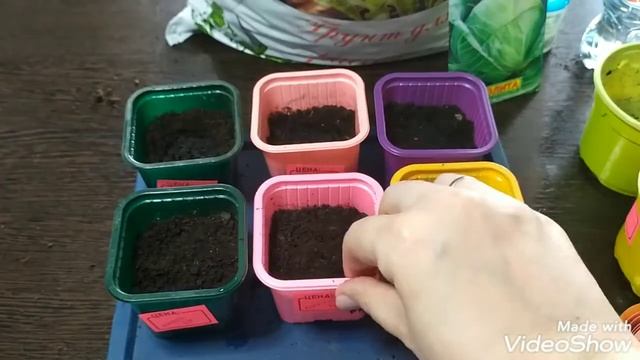 Капуста: белокачанная и цветная. Пробую вырастить рас? смотреть онлайн