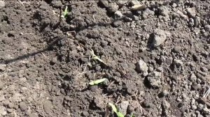 Прореживание безрассадных помидоров