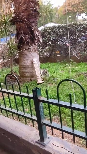 Кот точит когти 😻 Cat sharpens claws Милые котики Cute cats Nature Anima смотреть онлайн