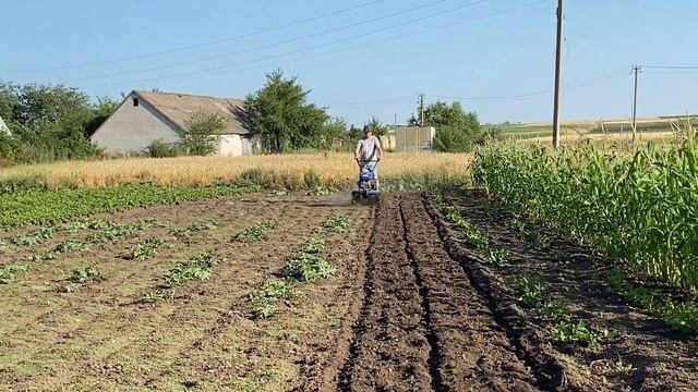 Прополка баштану фрезами ДТЗ 470Б смотреть онлайн